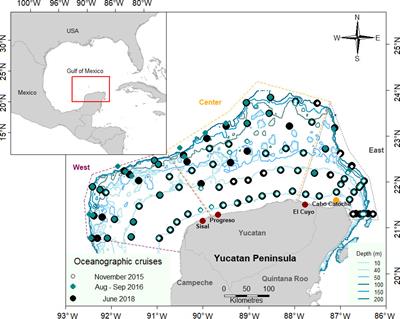 Loliginid paralarvae from the Southeastern Gulf of Mexico: Abundance, distribution, and genetic structure